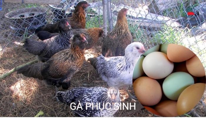 10 Giống gà đẻ trứng năng suất nhất hiện nay